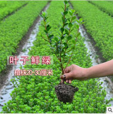 夏娟苗木 樹(shù)苗庭院園林綠化苗木花苗四季常綠毛杜鵑小苗工程苗