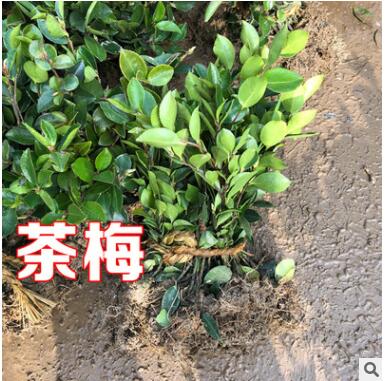 茶梅樹(shù)苗庭院園林綠化苗木樹(shù)苗花園植物四季常綠園林色塊苗工程苗