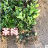 茶梅樹(shù)苗庭院園林綠化苗木樹(shù)苗花園植物四季常綠園林色塊苗工程苗