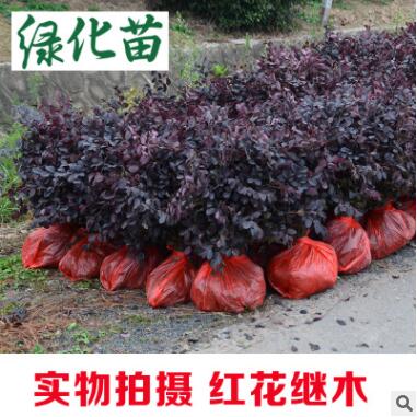 紅花繼木樹(shù)苗四季常青 庭院綠化苗木紅花檵木樹(shù)苗籬笆苗花木植物