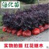 紅花繼木樹(shù)苗四季常青 庭院綠化苗木紅花檵木樹(shù)苗籬笆苗花木植物