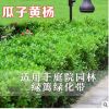 小葉黃楊樹(shù)苗瓜子黃楊法國(guó)冬青苗金邊黃楊庭院籬笆樹(shù)苗