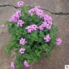五色梅五彩花四季梅花苗老樁大苗帶花苞窗臺(tái)庭院耐曬盆栽馬櫻丹花