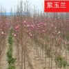玉蘭樹苗 廣玉蘭苗 紅玉蘭小苗 黃玉蘭小苗 玉蘭苗圃基地