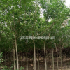 白蠟價格_白蠟圖片_速生白蠟產(chǎn)地_速生白蠟綠化苗木苗圃基地