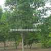 供應(yīng)大葉女貞_高桿女貞