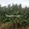 供應(yīng)紅葉碧桃 紫葉碧桃 碧桃 紫葉桃苗木