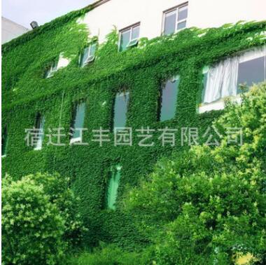 爬山虎苗爬藤植物壁掛常青庭院四季三葉五葉爬墻虎藤蔓植物