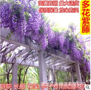 植樹節(jié)紫藤花樹苗爬藤攀援 圍墻庭院爬藤 庭院別墅紫藤小苗易成活