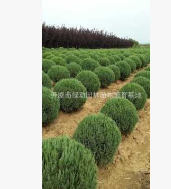 供應偃柏球 優質偃柏球批發 偃柏球基地