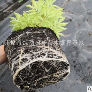 供應金葉接骨木 金葉接骨木價格 金葉接骨木 金葉接骨木扦插苗