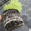 供應金葉接骨木 金葉接骨木價格 金葉接骨木 金葉接骨木扦插苗