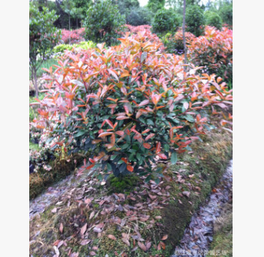 正宗紅葉石楠球0.5--1.5米苗木 基地人工種植幼苗 成苗出售批發