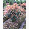 正宗紅葉石楠球0.5--1.5米苗木 基地人工種植幼苗 成苗出售批發