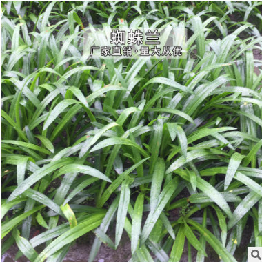 大量批發中南美洲蜘蛛蘭藍花水鬼蕉廠家直銷量大從優