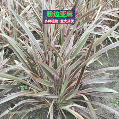 粉邊亞麻 廠家直銷優質粉邊亞麻 基地直銷庭院觀花植物 綠化喬木