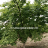 雞爪槭價格_雞爪槭圖片_雞爪槭產地_雞爪槭綠化苗木苗圃基地