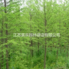 落羽杉價格_落羽杉圖片_落羽杉產地_落羽杉綠化苗木苗圃基地