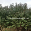供應紅葉碧桃 紫葉碧桃 碧桃 紫葉桃苗木