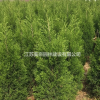 蜀檜價格_蜀檜圖片_蜀檜產地_蜀檜綠化苗木 檜柏苗圃基地