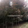 紅葉李價格_紅葉李圖片_紫葉李產地_紫葉李綠化苗木苗圃基地