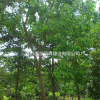 烏桕價格_烏桕圖片_烏桕產地_烏桕綠化苗木苗圃基地