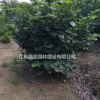 供應各種規格紫荊