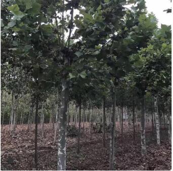 綠化工程法桐大樹苗 青桐樹苗懸鈴木樹苗 法桐小苗法國梧桐樹苗