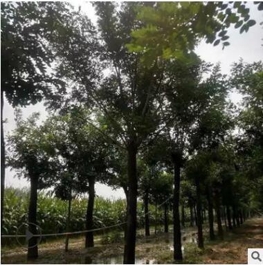 批發庭院地栽香花槐黃金槐樹苗園林綠化樹苗南方北方種植國槐樹苗