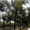 批發庭院地栽香花槐黃金槐樹苗園林綠化樹苗南方北方種植國槐樹苗