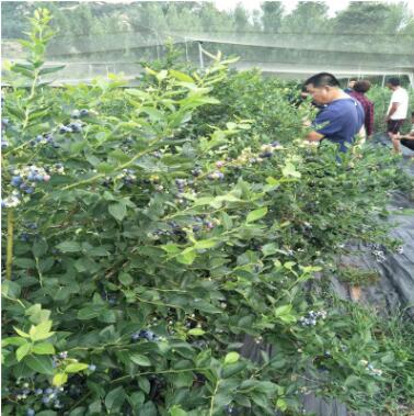 藍莓樹量大優惠價格合理 易成活易管理藍莓樹 豐產穩產藍莓樹