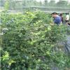 藍莓樹量大優惠價格合理 易成活易管理藍莓樹 豐產穩產藍莓樹