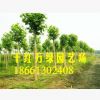 供應速生法桐梧桐樹 規格齊全法桐基地直銷 行道綠化樹法國梧桐