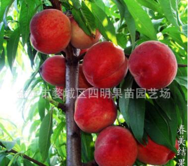 供應早熟全紅白肉桃苗 極豐產硬肉 春美桃苗 突圍桃苗 浙江桃樹苗