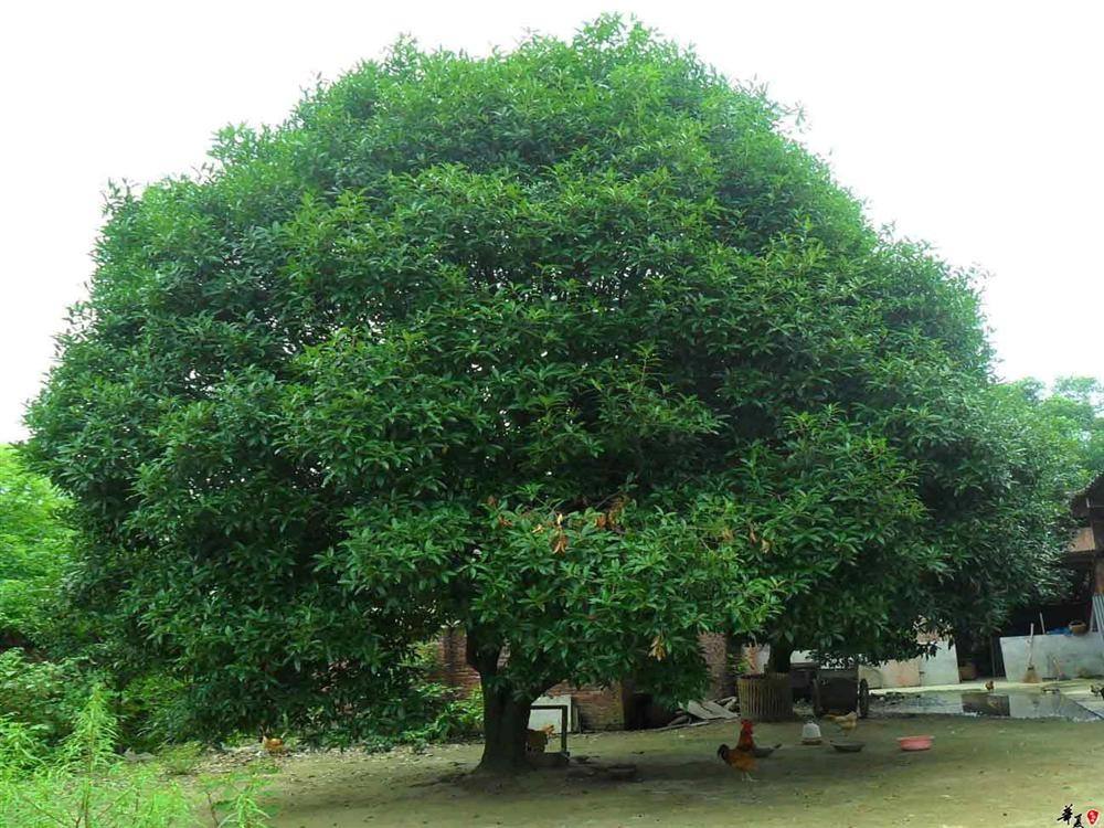 桂花