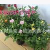 批發(fā)月季花 微型月季 小型盆栽月季綠化苗木 園林植物