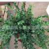 百萬心盆栽批發(fā)多肉植物百萬心串錢藤盆栽觀葉藤爬綠植凈化空氣