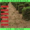 天然足球場真草皮狗牙根耐踐踏矮生百慕大草坪人工種植真草皮