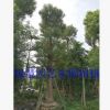 香樟 低價處理 大量銷售 綠化工程樹 樹形優(yōu)美
