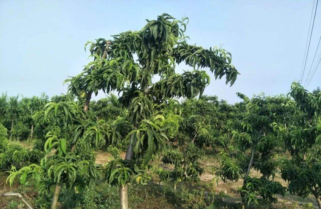 毛桃樹