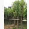 香樟 大量香樟供應(yīng) 福建浙江江蘇廣東等地