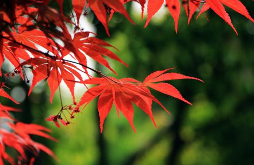 紅楓