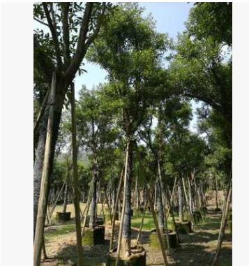 天竺桂 福建天竺桂 漳州苗木 全冠天竺桂 骨架天竺桂 苗木批發(fā)