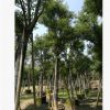 天竺桂 福建天竺桂 漳州苗木 全冠天竺桂 骨架天竺桂 苗木批發(fā)