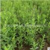 基地直銷千屈菜大量批發千屈菜苗千屈菜種植水生花卉千屈菜綠化