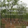 基地直銷工程綠化樹木 櫸樹小樹規(guī)格齊全 園林道路綠化用樹