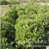 衛(wèi)矛小苗批發(fā) 工程園林綠化苗衛(wèi)矛球 基地自產(chǎn)自銷衛(wèi)矛球樹苗