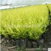 基地批發(fā)綠化工程金葉榆樹苗 園林綠化 規(guī)格全 金葉榆小苗