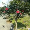 供應工程綠化耐冬茶花樹 庭院園林可盆栽耐冬茶花 規(guī)格全