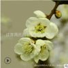 園林庭院觀賞綠梅樹苗 工程綠化觀賞梅花 規(guī)格全當年開花量大優(yōu)惠